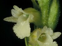 Spiranthes aestivalis, Summer Ladys-tresses