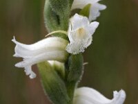 Spiranthes cernua