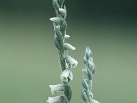 Spiranthes spiralis 1, Herfstschroeforchis, Saxifraga-Hans Dekker