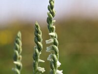 Spiranthes spiralis 10, Herfstschroeforchis, Saxifraga-Hans Dekker