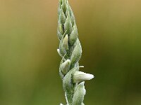 Spiranthes spiralis 11, Herfstschroeforchis, Saxifraga-Hans Dekker