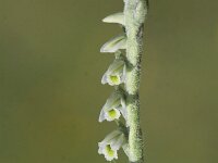 Spiranthes spiralis 12, Herfstschroeforchis, Saxifraga-Peter Meininger