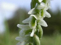 Spiranthes spiralis 16, Herfstschroeforchis, Saxifraga-Ed Stikvoort : cp 4500