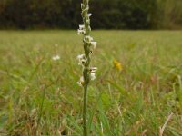 Spiranthes spiralis 18, Herfstschroeforchis, Saxifraga-Ed Stikvoort