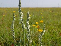 Spiranthes spiralis 20, Herfstschroeforchis, Saxifraga-Ed Stikvoort