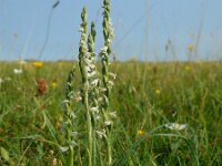 Spiranthes spiralis 23, Herfstschroeforchis, Saxifraga-Ed Stikvoort