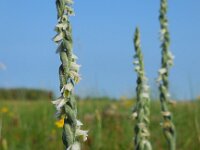 Spiranthes spiralis 24, Herfstschroeforchis, Saxifraga-Ed Stikvoort