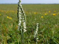 Spiranthes spiralis 26, Herfstschroeforchis, Saxifraga-Ed Stikvoort