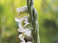 Spiranthes spiralis 4, Herfstschroeforchis, Saxifraga-Branko Bakan
