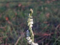 Spiranthes spiralis 5, Herfstschroeforchis, Saxifraga-Jasenka Topic