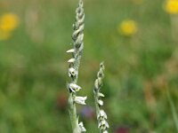 Spiranthes spiralis 8, Herfstschroeforchis, Saxifraga-Hans Dekker