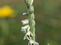 Spiranthes spiralis 9, Herfstschroeforchis, Saxifraga-Hans Dekker