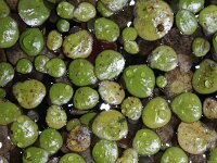 Spirodela polyrhiza, Greater Duckweed