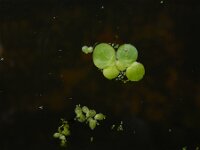 Spirodela polyrhiza 2, Veelwortelig kroos, Saxifraga-Ed Stikvoort : A900