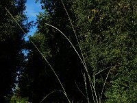 Sporobolus indicus 10, Rattenstaartgras, Saxifraga-Ed Stikvoort : rattenstaartgras Grevelingendam s9900