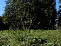 Sporobolus indicus 9, Rattenstaartgras, Saxifraga-Ed Stikvoort : grote biesvaren IJzeren Man Vught A900