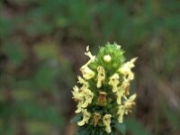 Stachys alopecurus