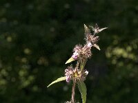 Stachys alpina 1, Alpenandoorn, Saxifraga-Jan van der Straaten