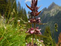 Stachys alpina 3, Alpenandoorn, Saxifraga-Ed Stikvoort