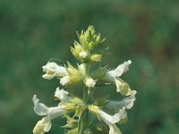 Stachys annua