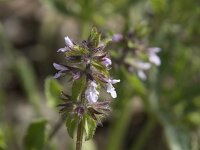 Stachys arvensis 20, Akkerandoorn, Saxifraga-Willem van Kruijsbergen