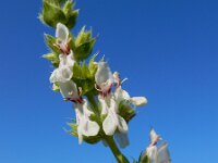 Stachys atherocalyx 1, Saxifraga-Ed Stikvoort