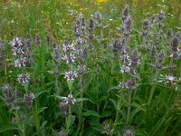 Stachys balansae