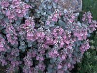 Stachys candida 1, Saxifraga-Jan van der Straaten