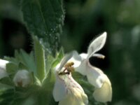 Stachys canescens 1, Saxifraga-Jan van der Straaten