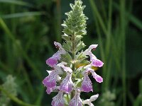 Stachys circinata, Blunt-leaved Stachys