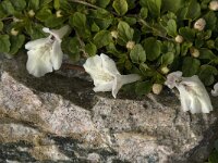 Stachys corsica