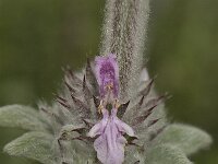 Stachys cretica