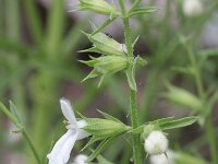 Stachys glutinosa