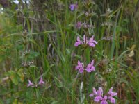 Stachys iberica 1, Saxifraga-Ed Stikvoort