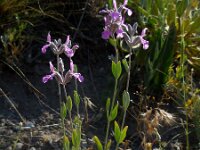 Stachys inflata 1, Saxifraga-Ed Stikvoort