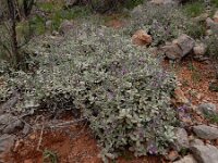 Stachys inflata 7, Saxifraga-Ed Stikvoort : Jerevan - Areni - Noravank A900