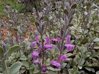 Stachys inflata 8, Saxifraga-Ed Stikvoort : Jerevan - Areni - Noravank s9900