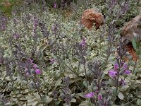 Stachys inflata 9, Saxifraga-Ed Stikvoort : Jerevan - Areni - Noravank s9900