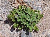 Stachys ionica