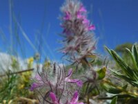 Stachys lavandulifolia