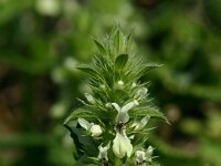 Stachys ocymastrum 1, Saxifraga-Dirk Hilbers