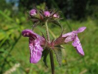 Stachys palustris, Marsh Woundwort