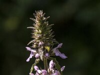 Stachys palustris 32, Moerasandoorn, Saxifraga-Jan van der Straaten
