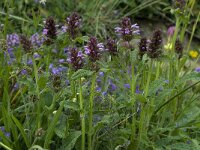 Stachys pradica 1, Saxifraga-Willem van Kruijsbergen