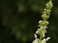 Stachys recta 6, Bergandoorn, Saxifraga-Jan van der Straaten