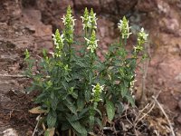 Stachys recta 7, Bergandoorn, Saxifraga-Peter Meininger
