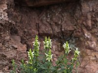 Stachys recta 8, Bergandoorn, Saxifraga-Peter Meininger