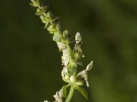 Stachys recta ssp recta 3, Saxifraga-Marijke Verhagen
