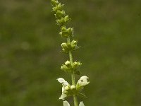 Stachys recta ssp recta 4, Saxifraga-Marijke Verhagen