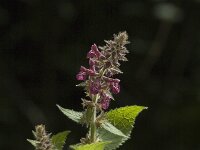 Stachys sylvatica 1, Bosandoorn, Saxifraga-Jan van der Straaten